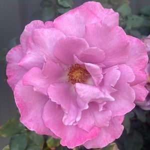 Meet your Posher, Charlotte